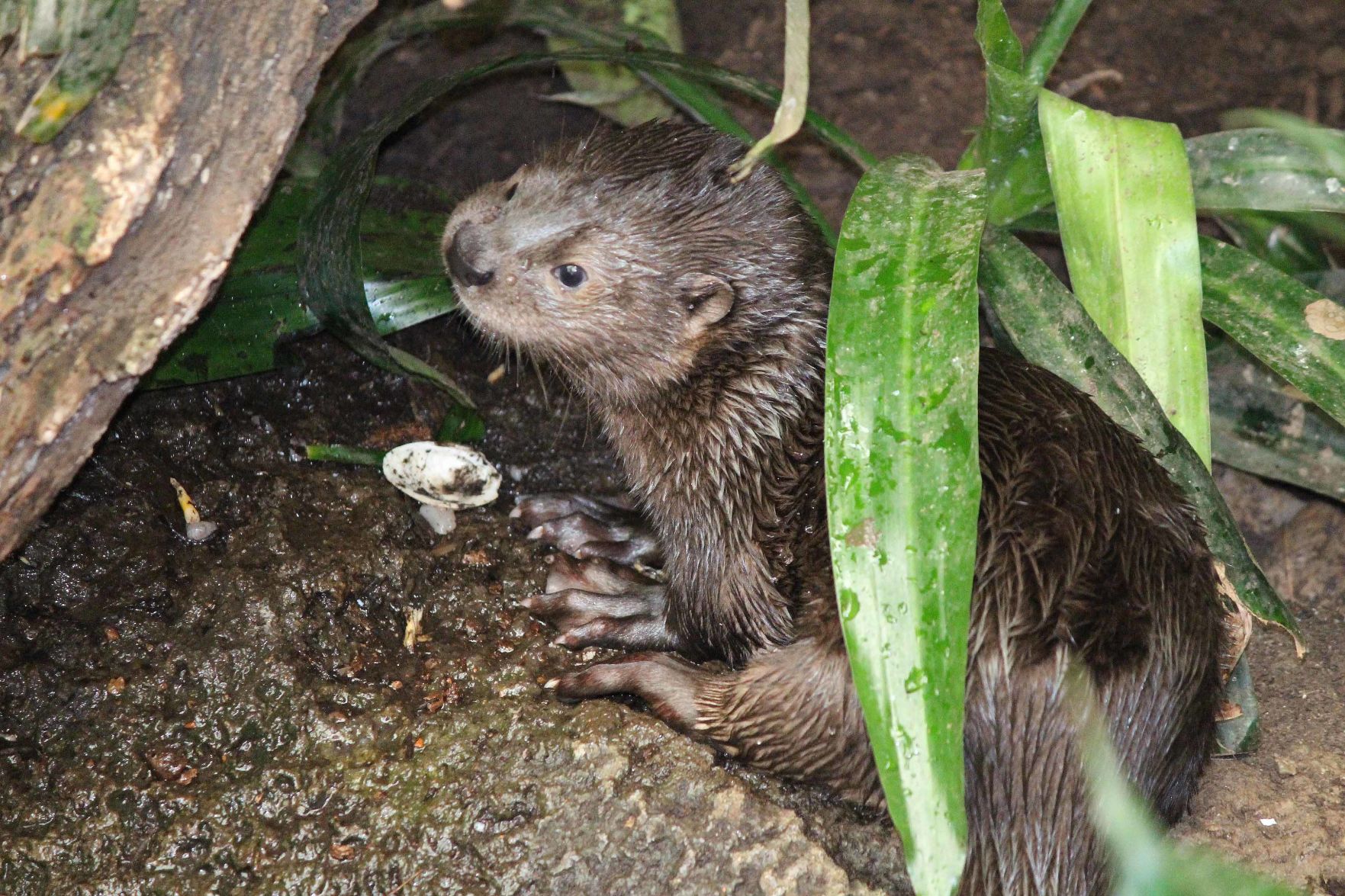 Spotted-Neck Otter Pup
